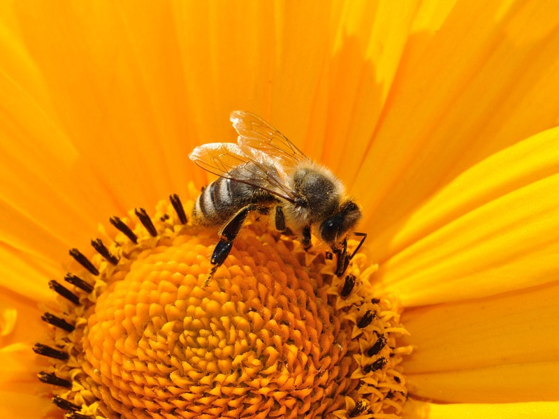 World Bee Day